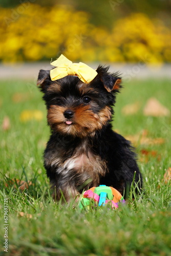 A little Yorkshire Terrier Puppy Sitting on Green Grass. Cute dog. Copy space for text © staskirilash