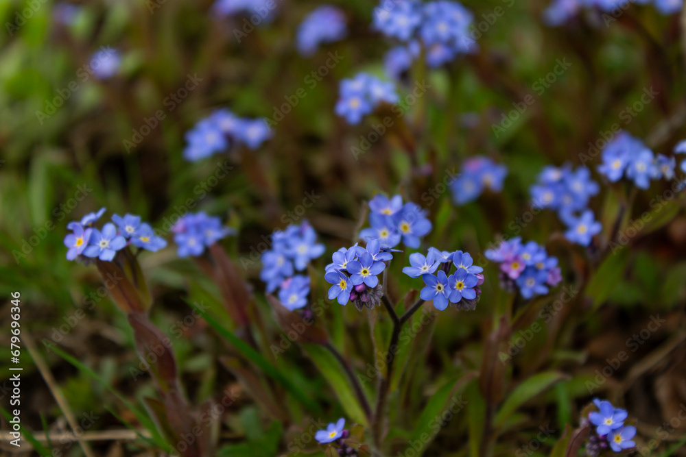 Obraz premium Small blue flowers grow in the garden in summer