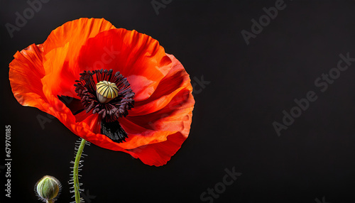 red poppy flower with black background