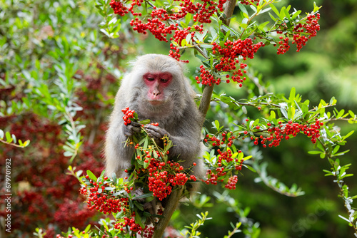 Photography Monkey eat the fruit on the tree in jungle
