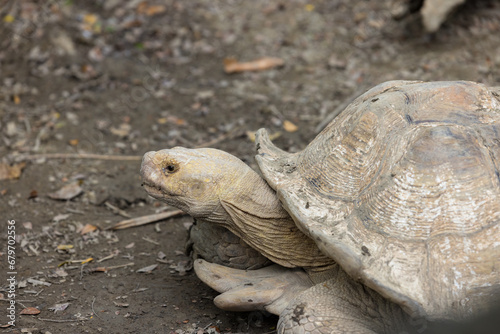 African spurred tortoise in zoo park © leungchopan