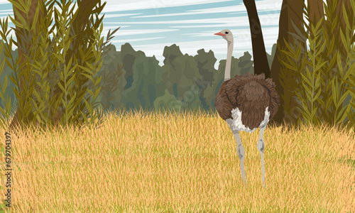 African ostrich stands in tall dry grass near the forest. Wildlife of Africa. Realistic vector landscape.