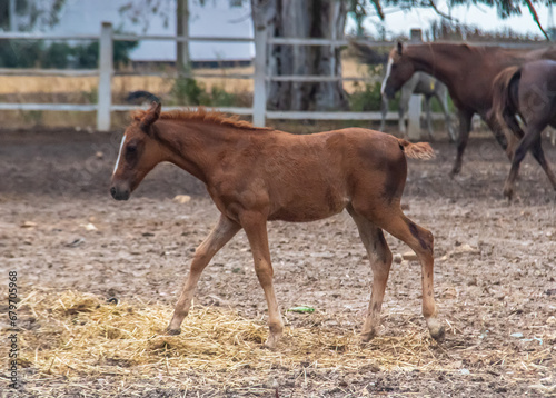 A Paddock for Raising Foals