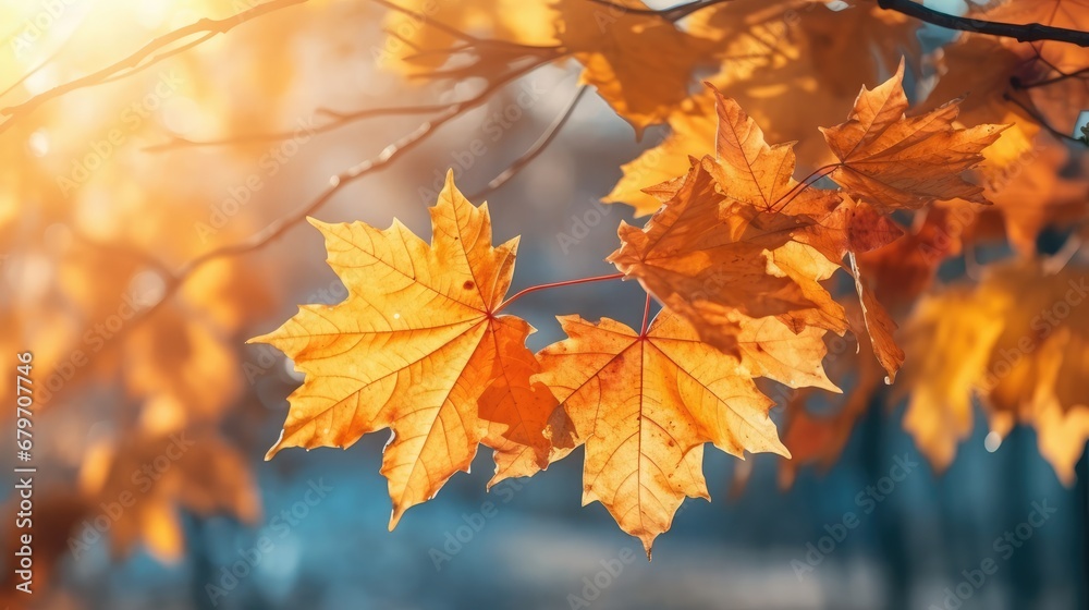 Beautiful maple leaves in autumn sunny day in foreground and blurry background Beautiful maple leaves in autumn sunny day in foreground and blurry background