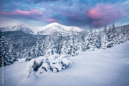 Snowy landscape and white spruces trees on a frosty day. Carpathian mountains, Ukraine, Europe.