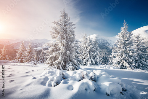Snowy landscape and white spruces trees on a frosty day. Carpathian mountains, Ukraine, Europe.