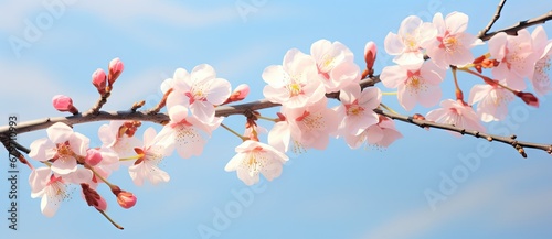 A Serene Spring Scene  Pink Blossoms Dancing Under a Clear Blue Sky