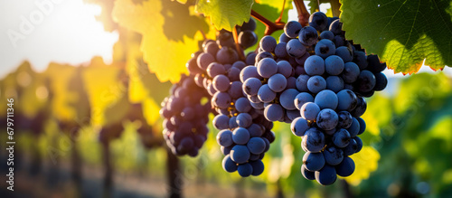 selective focus of ripe grapes hanging from a vine (Vitis vinifera) in an expansive vineyard with blurred background