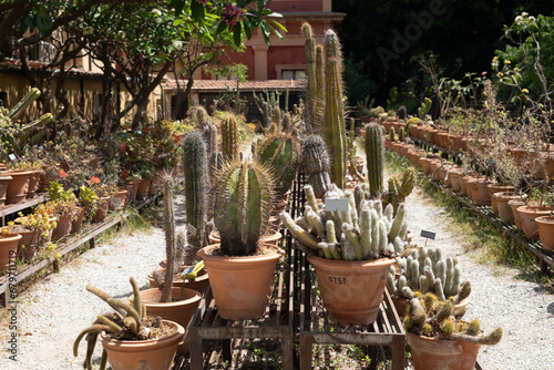 Spherical cactus in the park