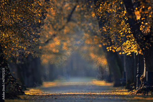 Fototapeta Naklejka Na Ścianę i Meble -  Krajobraz w jesiennym parku