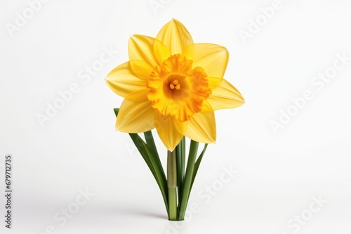 Beautiful Yellow Daffodil Blooming on Isolated White Background - Perfect Spring Flower