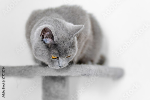 cute grey british short hair cat portrait photo