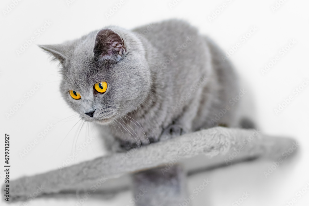 cute grey british short hair cat portrait
