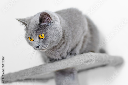 Obraz na płótnie cute grey british short hair cat portrait w salonie
