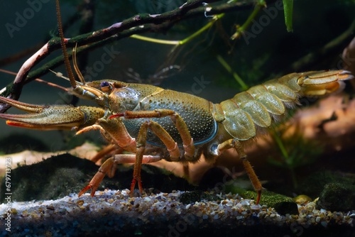 Danube crayfish move on walking legs, cheliped, tergum and telson, gravel substrate, European planted biotope aquarium disorder design, captive adaptable freshwater invasive species, dark background