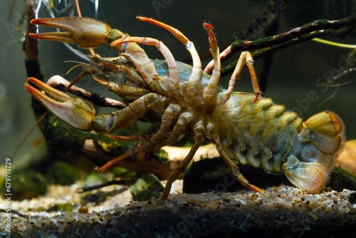 Danube crayfish show belly, walking legs, cheliped, tergum and telson at front glass, European planted biotope aquarium disorder design, captive adaptable freshwater invasive species, dark background photo