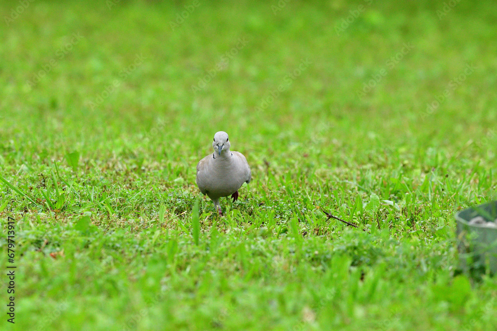 Portrait of Eurasian collared dove that eating seeds in the grass