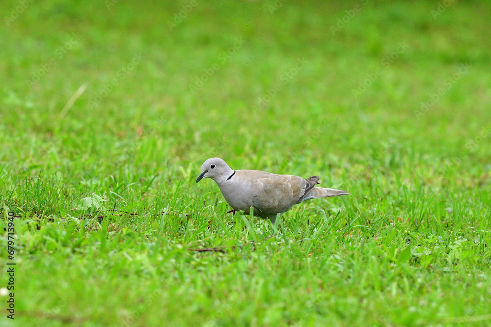 Eurasian collared dove looking for food in the grass in the garden