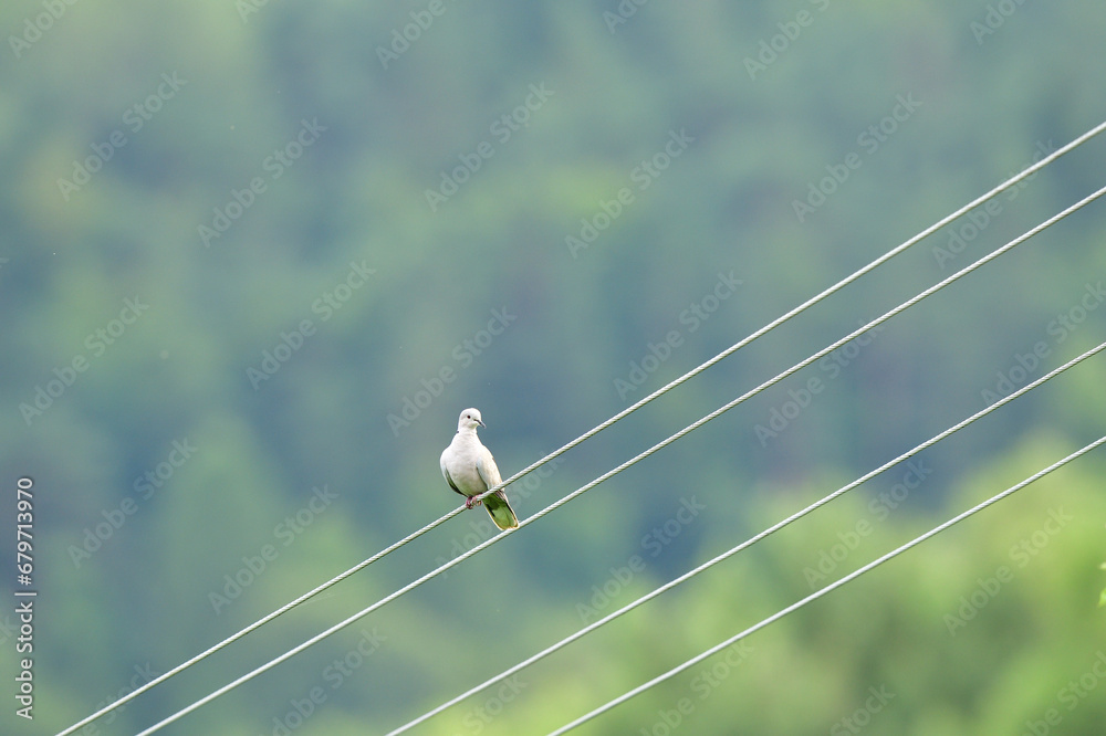A portrait of a Eurasian collared dove sitting in height on electric wires
