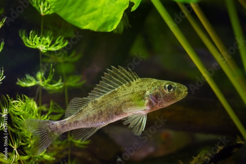 Eurasian ruffe juvenile, aggressive dominant wild freshwater fish, captive omnivore coldwater species, hornwort and yellow water lily plant, European river biotope aquarium, LED low light, shallow dof