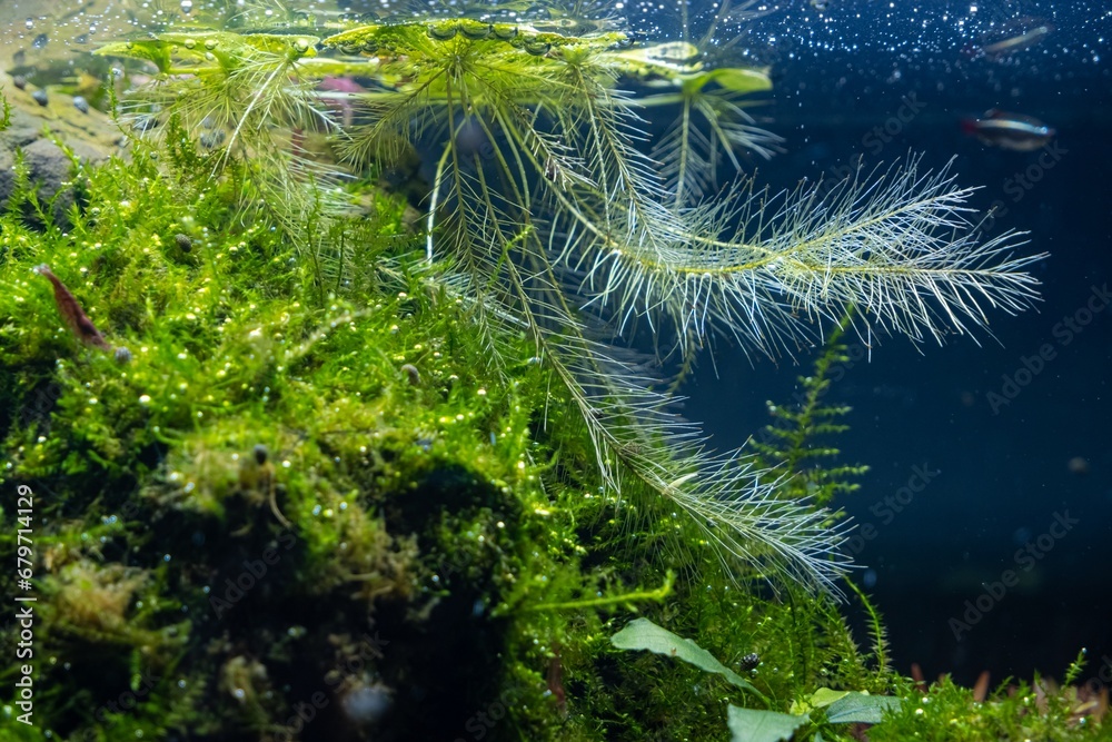 smooth frogbit floating plant at water surface, healthy underwater ...