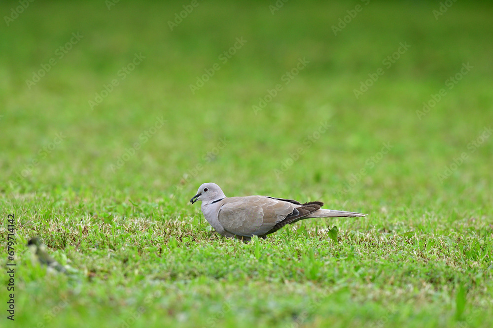 Portrait of Eurasian collared dove that eating seeds in the grass