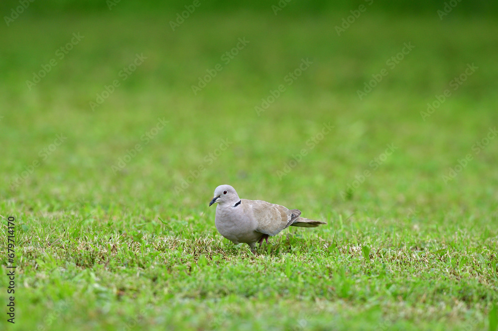 Portrait of Eurasian collared dove that eating seeds in the grass