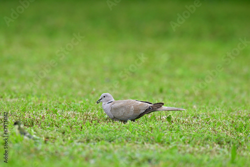Obraz na płótnie Portrait of Eurasian collared dove that eating seeds in the grass w salonie