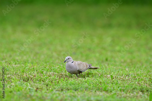 Portrait of Eurasian collared dove that eating seeds in the grass © Pavol Klimek