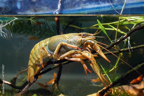 Turkish crayfish rest on driftwood twig, predator animal, sakura shrimp, hornwort plant, European planted biotope aquarium disorder design, captive high adaptable freshwater invasive species