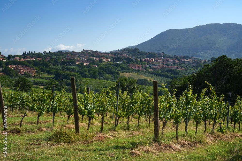 Vineyards near San Gemini, Umbria, Italy