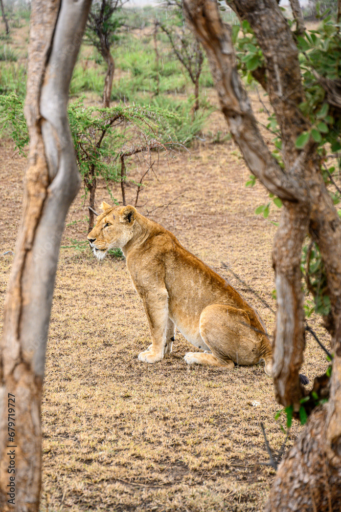 Fototapeta premium lion cub sitting on the ground