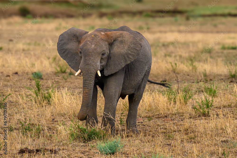 Young Elephant in the savannah