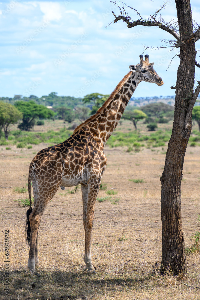 Obraz premium giraffe in the savannah