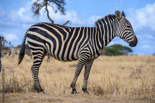 zebra in the serengeti