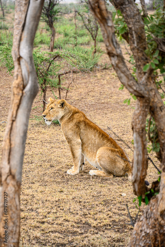 lion cub sitting on the ground