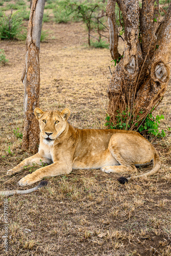 young lion cub