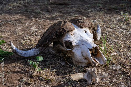 skull of a bull © Nicolas