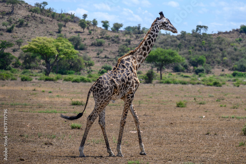 young giraffe in the savannah