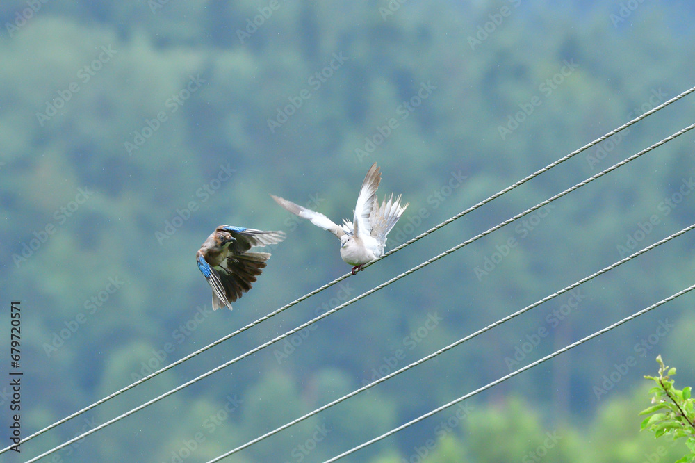 Eurasian collared dove and eurasian jay high on the power line attacking each other