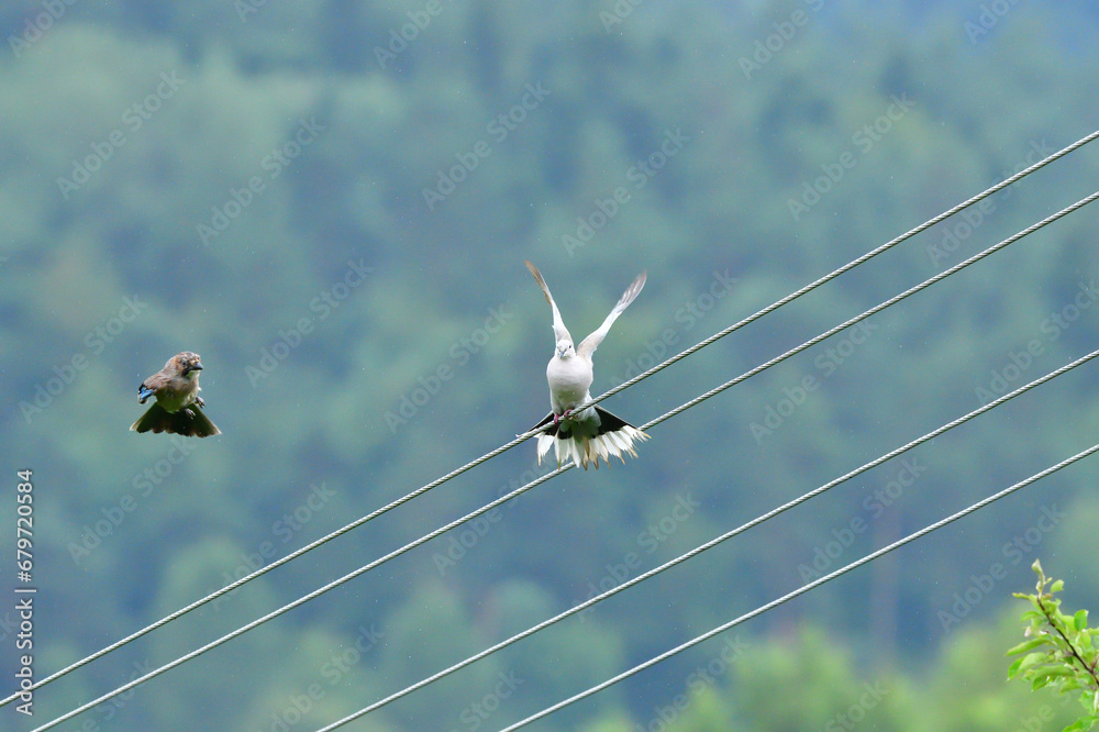 Eurasian collared dove and eurasian jay high on the power line attacking each other