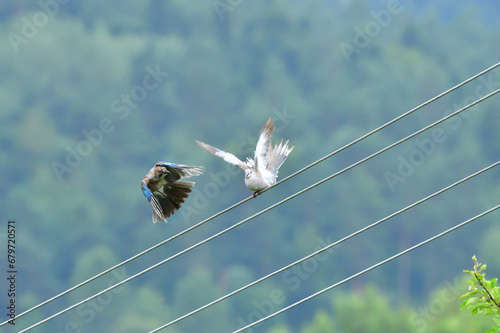 Eurasian collared dove and eurasian jay high on the power line attacking each other