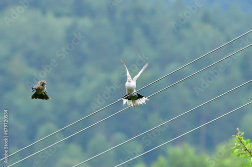 Obraz na płótnie Eurasian collared dove and eurasian jay high on the power line attacking each other w salonie
