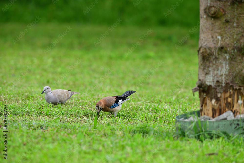 Eurasian collared dove and eurasian jay together in the grass are looking for seeds