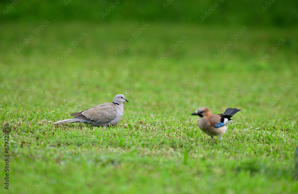 Eurasian collared dove and eurasian jay walk in the green grass around the feeder with seeds