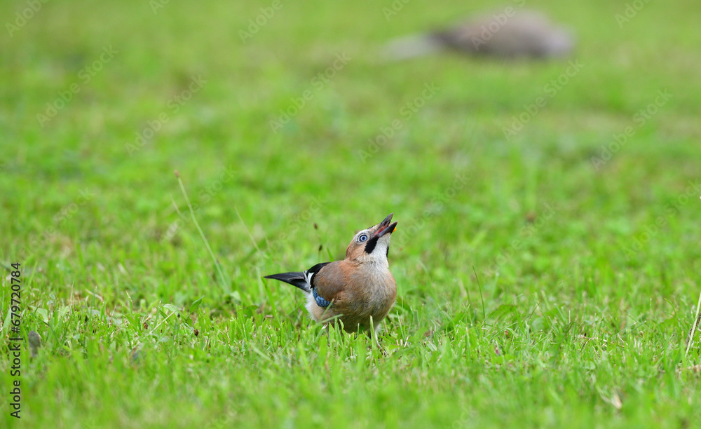Eurasian collared dove and eurasian jay walk in the green grass around the feeder with seeds
