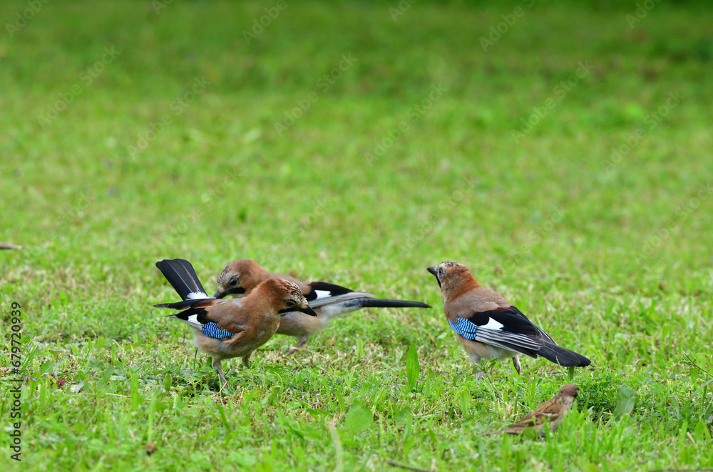Eurasian collared dove and eurasian jay together in the grass are looking for seeds