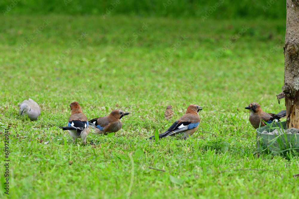 Eurasian collared dove and eurasian jay walk in the green grass around the feeder with seeds