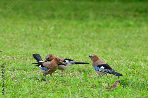Obraz na płótnie Eurasian collared dove and eurasian jay together in the grass are looking for seeds w salonie