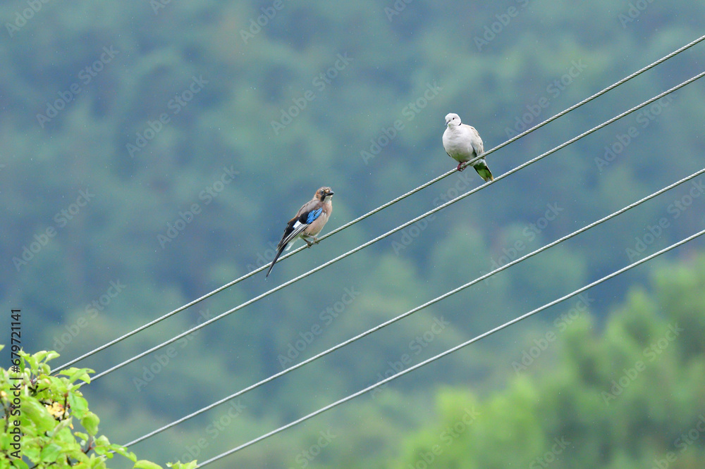 Eurasian collared dove and eurasian jay high on the wires of the electrical voltage sit side by side